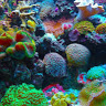 Foto del perfil de reef novel