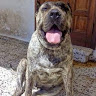 Foto del perfil de manuel dominguez perez