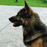 Foto del perfil de charly_racing