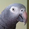 Foto del perfil de Juan Notengo