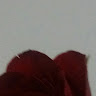 Foto del perfil de Jose Mozqueda