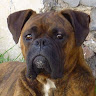 Foto del perfil de Apachesse