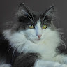Foto del perfil de Blue Magician NFO