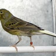 Foto del perfil de Javier Mariscal Garcia