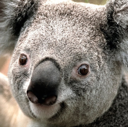 Foto del perfil de chiscorio