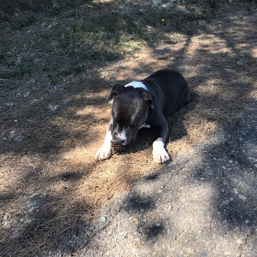 Foto del perfil de Ivaylo Ivanov