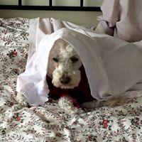 Foto del perfil de Paco Malpica