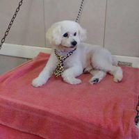 Foto del perfil de Julian Orlando