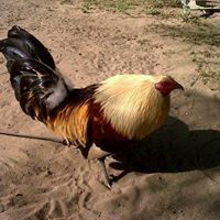 Foto del perfil de Himbert Silva