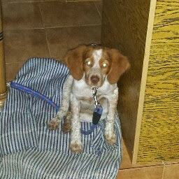 Foto del perfil de Mariano Risalde